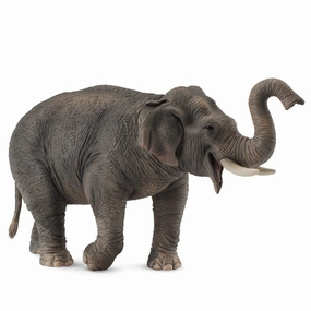 Asian Elephant
