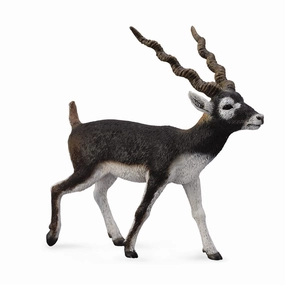 Blackbuck