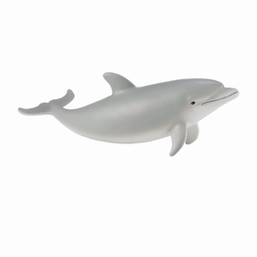 Bottlenose Dolphin Calf