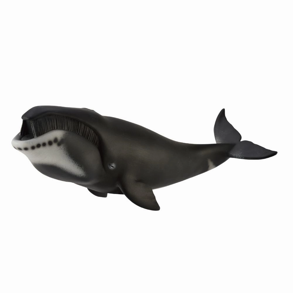 Bowhead Whale