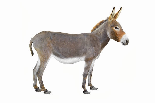 Comansi Donkey Figurine - 9 cm
