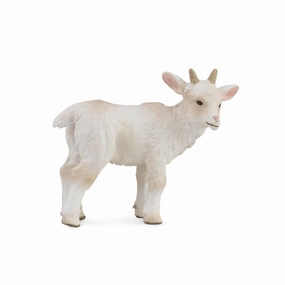 Goat Kid - Standing