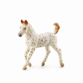 Knabstrupper Foal - Leopard Spotted