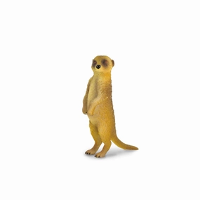Meerkat Standing