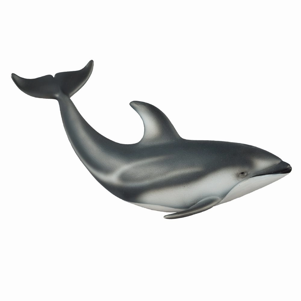 Pacific White Sided Dolphin