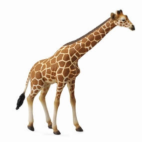 Reticulated Giraffe