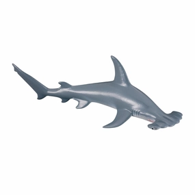 Scalloped Hammerhead Shark