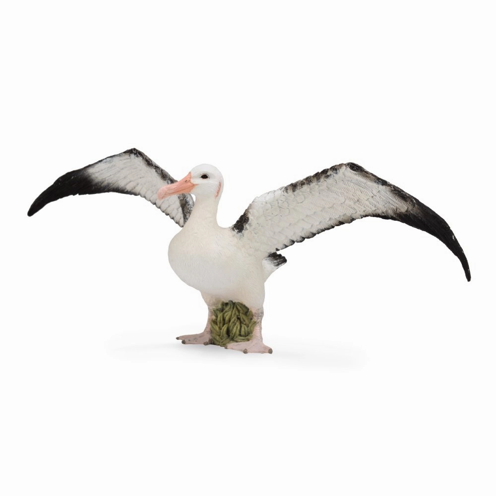 Wandering Albatross
