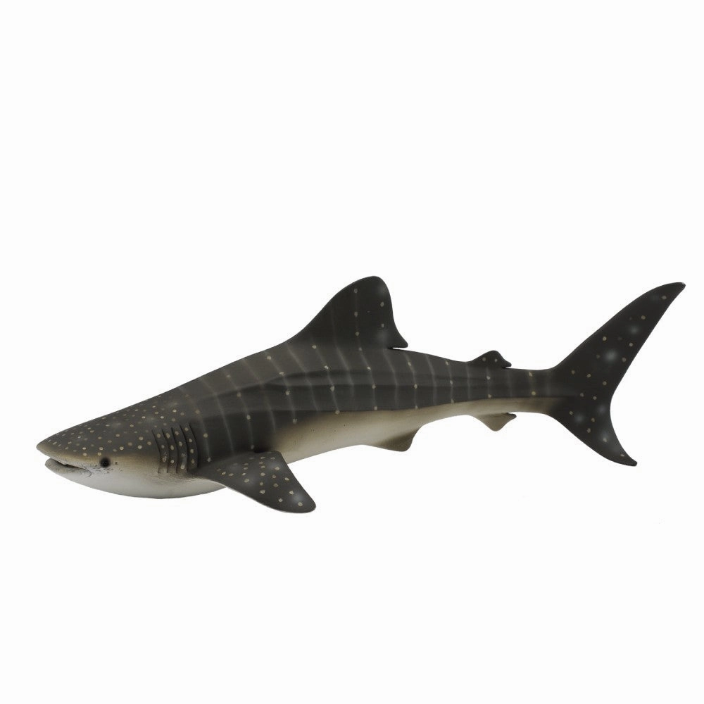 Whale Shark